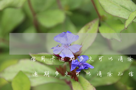 信用卡逾期多久可以消除征信報告-信用卡逾期多久可以消除征信報告記錄