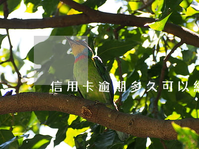 信用卡逾期多久可以網(wǎng)貸