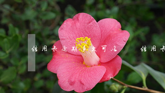 信用卡逾期多久可以車貸(信用卡逾期能車貸嗎)