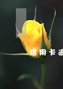 信用卡逾期多久可以銷(xiāo)卡