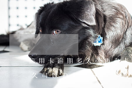 信用卡逾期多久可再办卡(信用卡逾期之后多久可以办信用卡)