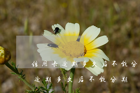 信用卡逾期多久后不能分期還款的-信用卡逾期多久后不能分期還款的原因