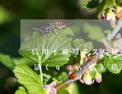 信用卡逾期多久后能貸款 有逾期多久可以申請(qǐng)信用卡