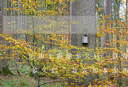 信用卡逾期多久后還款先扣本金 信用卡逾期多久后還款先扣本金再還