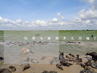 信用卡逾期多久回復(fù)(信用卡逾期幾天)