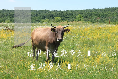 信用卡逾期多久 報(bào)案-信信用卡逾期多久會(huì)上門(mén)