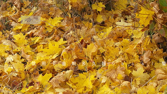 信用卡逾期多久報(bào)警可以追逃嗎