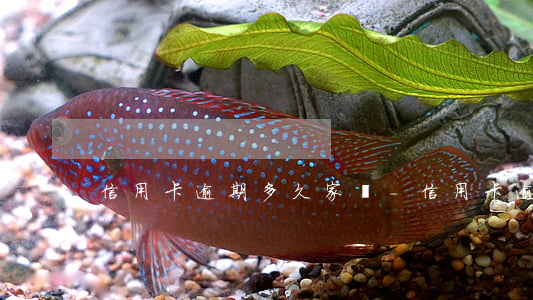 信用卡逾期多久家訪-信用卡逾期多久家訪
