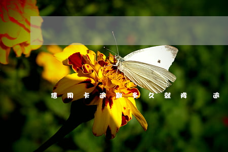 信用卡逾期多久就降額(逾期多久會降額度)