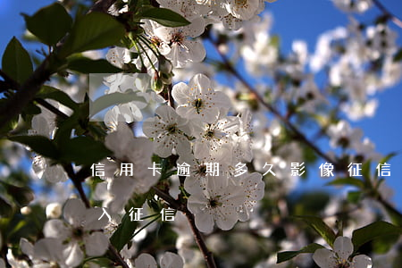 信用卡逾期多久影像征信(信用卡逾期多久進入征信)