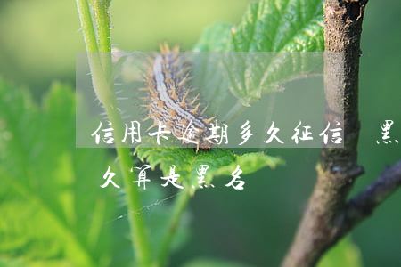 信用卡逾期多久征信會黑名單(征信上逾期多久算是黑名單)