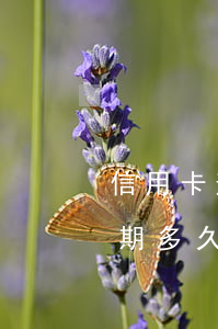 信用卡逾期多久恢復(fù)征信（信用卡逾期多久恢復(fù)征信）