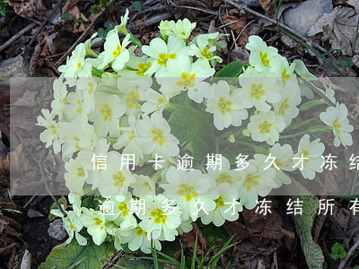 信用卡逾期多久才冻结所有借记卡-信用卡逾期多久才冻结所有借记卡账户
