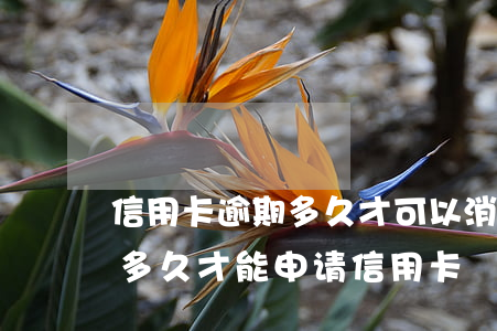 信用卡逾期多久才可以消除(逾期过还清了过多久才能申请信用卡)