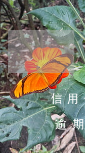信用卡逾期多久才會(huì)追債(信用卡逾期追訴期多久)