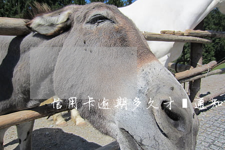 信用卡逾期多久才會通知家人