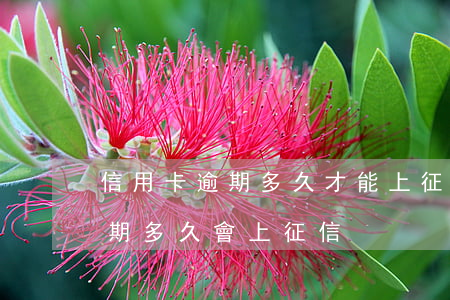 信用卡逾期多久才能上征信(貸款和信用卡逾期多久會上征信)