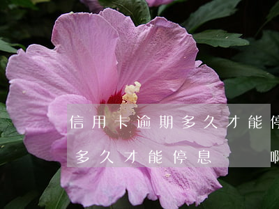 信用卡逾期多久才能停息掛賬-信用卡逾期多久才能停息掛賬啊
