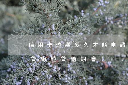 信用卡逾期多久才能申請(qǐng)微粒貸(微粒貸逾期會(huì)不會(huì)影響信用卡)