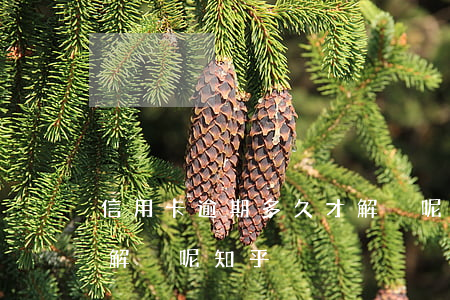 信用卡逾期多久才解決呢(信用卡逾期多久才解決呢知乎)