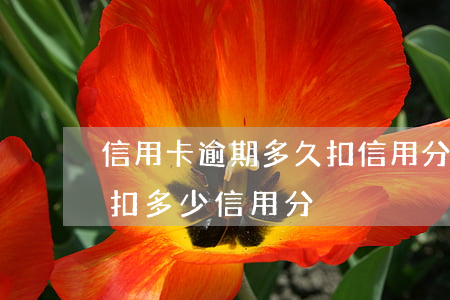 信用卡逾期多久扣信用分(逾期會(huì)扣多少信用分)