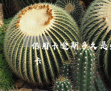 信用卡逾期多久是先還本金(逾期幾天還信用卡)