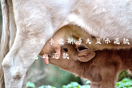 信用卡逾期多久显示还款(逾期很久的信用卡怎么还款)