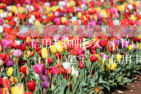 信用卡逾期多久會(huì)上征信會(huì)坐牢嗎-“信用卡逾期多久會(huì)被起訴”