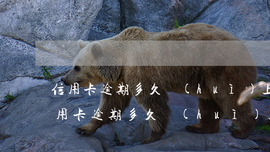 信用卡逾期多久會(huì)上征信民生 信用卡逾期多久會(huì)上征信民生銀行