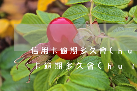 信用卡逾期多久會(huì)停止催收(信用卡逾期多久會(huì)停止催收)