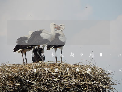 信用卡逾期多久會(huì)到公司-有解決信用卡逾期的公司嗎
