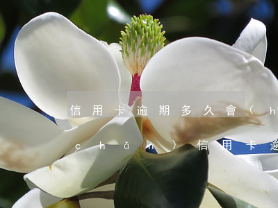 信用卡逾期多久會(huì)封固定資產(chǎn) 信用卡逾期多久會(huì)封固定資產(chǎn)賬號(hào)