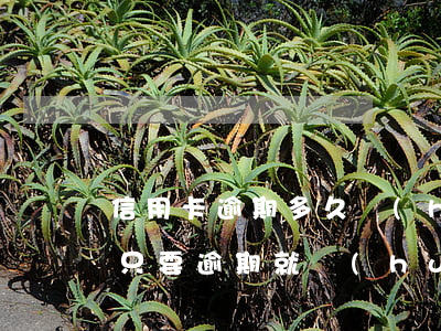信用卡逾期多久會(huì)搶征信(信用卡只要逾期就會(huì)上征信嗎)