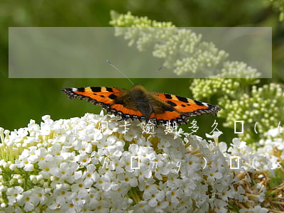 信用卡逾期多久會(huì)暫停使用(長(zhǎng)時(shí)間信用卡逾期)