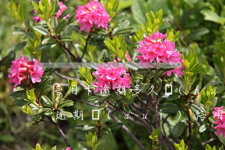 信用卡逾期多久會(huì)有影響嗎(貸款逾期對(duì)信用卡會(huì)不會(huì)有影響)