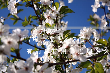 信用卡逾期多久會(huì)沒(méi)有罰息(信用卡逾期多久停止罰息)