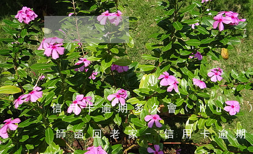 信用卡逾期多久會(huì)發(fā)律師函回老家-信用卡逾期多久會(huì)發(fā)律師函回老家催收