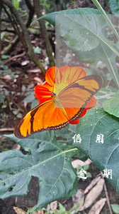 信用卡逾期多久會(huì)立案嗎(信用卡逾期多久會(huì)立案起訴)