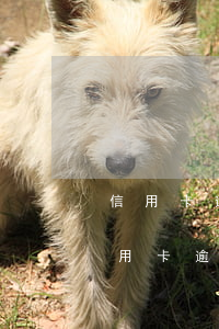 信用卡逾期多久會(huì)被停止房貸(信用卡逾期多久會(huì)被停止房貸還款)