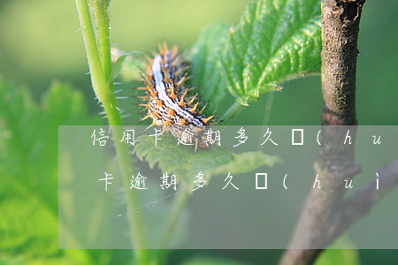 信用卡逾期多久會(huì)被催繳-信用卡逾期多久會(huì)被催繳起訴