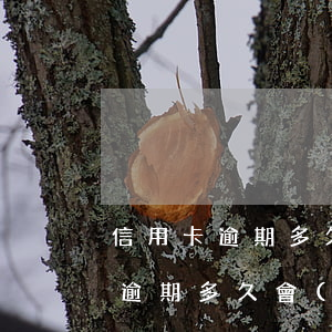 信用卡逾期多久會(huì)被失信(信用卡逾期多久會(huì)成為失信人)