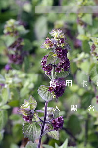 信用卡逾期多久會(huì)進(jìn)入黑名單最新答案-欠信用卡逾期多久后會(huì)黑名單