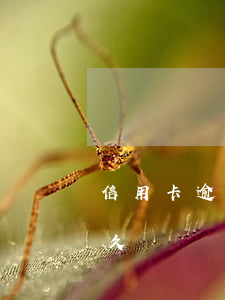 信用卡逾期多久會上人行(你們信用卡逾期多久)