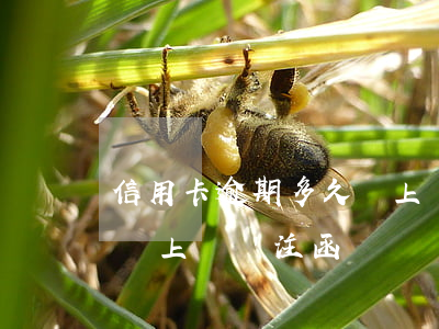 信用卡逾期多久會上報關注(信用卡逾期多久會上報關注函)