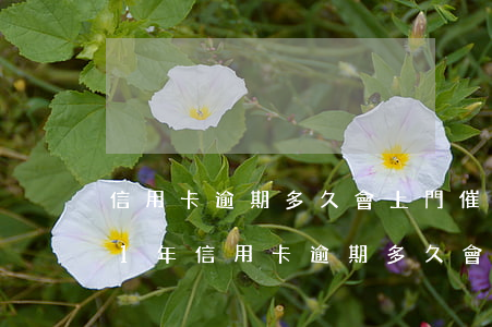 信用卡逾期多久會上門催收怎么辦-2021年信用卡逾期多久會上門