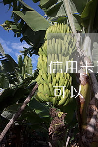 信用卡逾期多久會停止使用(逾期消除后多久可以辦信用卡)