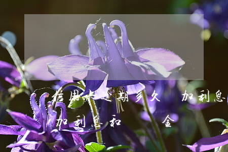 信用卡逾期多久會加利息(信用卡逾期多久會加利息和違約金)