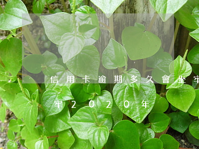 信用卡逾期多久會坐牢(信用卡逾期多久會坐牢2020年)