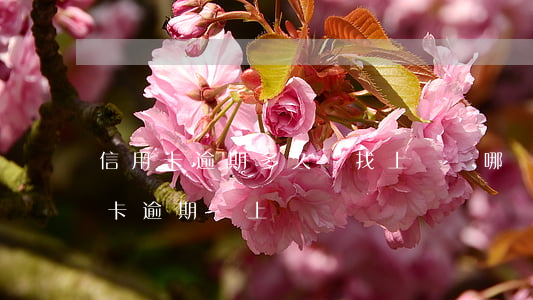 信用卡逾期多久會找上門來(哪個銀行的信用卡逾期會上門)