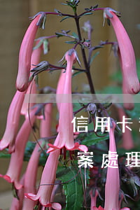 信用卡逾期多久會立案(信用卡逾期多久會立案處理)